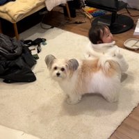 飼い主さんを見る小太郎くん