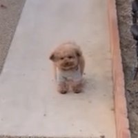 正面でたたずむ犬