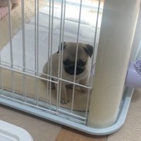 うつむく犬