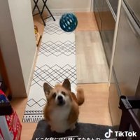 ボールを投げる投稿主さん