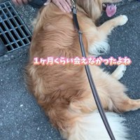 ピノくんとご夫婦の再会9