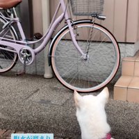 窓越しに見つめ合う犬たち