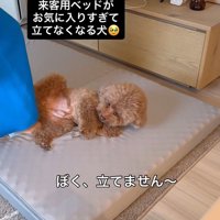 来客用のベッドが気に入ったレオくん4