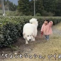 前を指さす子どもとついていく犬