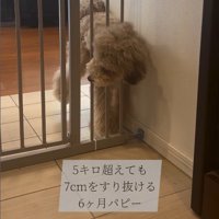 ゲートをすり抜けるマフィンくん6