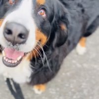 満足そうに見上げる犬