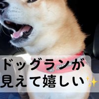 ドッグランを見て喜ぶ犬