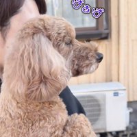 おばあちゃんがいた方を見つめる犬