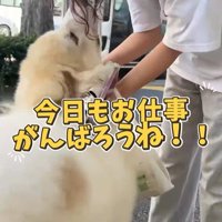 お姉さんを迎えに来たボンドくん⑩