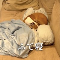 来年こそは、会えるといいね