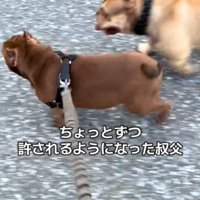 歩く犬2匹