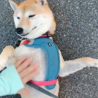 気持ちよさそうなはなこちゃん