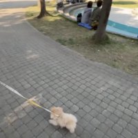 人が多い公園と犬