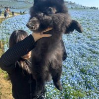 花畑の前で飼い主に抱き上げられる子熊のような見た目の犬