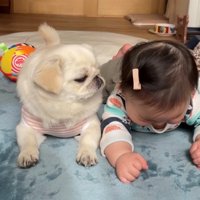 赤ちゃんを見つめる犬