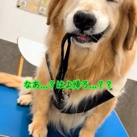 目を瞑りながら震える大型犬