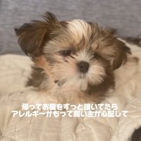 お腹を掻いていたこげまるくん