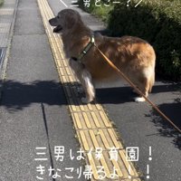歩道に立ち止まる犬