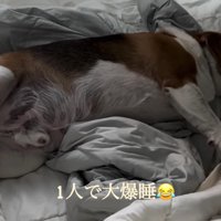 まめたちゃんはマイペース