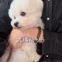 抱っこされる犬