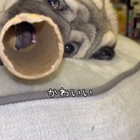筒の中から見えた小型犬の口