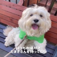 うれしそうな犬