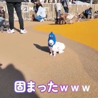 ドッグランで固まるルミちゃん