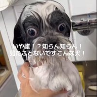 下を向く犬