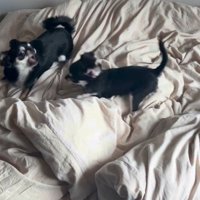遊ぶ犬2