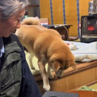 段差を降りる犬