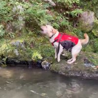 大きな声で吠える犬