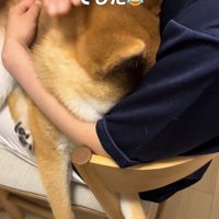 顔を隠したまま撫でられる犬