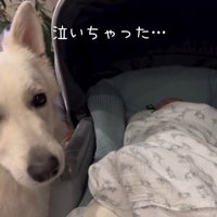 赤ちゃんが泣いた時のワンダくん3