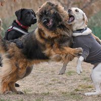 熊に見えるほど迫力満点！！