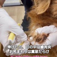 伸びた爪を整えてもらう犬