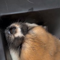 頭を反らして眠る子犬