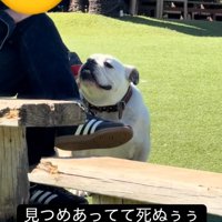 チラ見するぱせり君