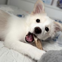 横になっておもちゃを噛む犬