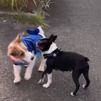 お友達犬に誘われて…