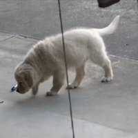 一生懸命で愛おしい！