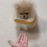 切ない表情で見下ろす犬