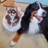優しい大型犬