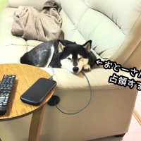 大河くんがお父さんの席を占領