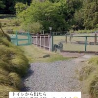 同じ場所で動かずに待つ犬