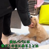 パパを見るかんくろう君