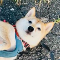 「好きなだけナデナデしていいですよ♡」