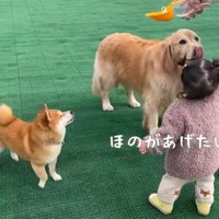 ドッグランに来たよ♪