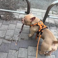 不服そうに飼い主を見上げる小型犬