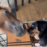鼻先を合わせる馬と子犬