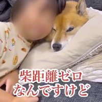 柴犬の顔に頬をくっつける女の子